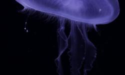 Featured image of post 使用 Docker 安裝線上影音 Jellyfin